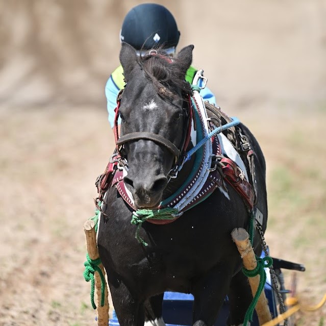 ポニーばん馬大会